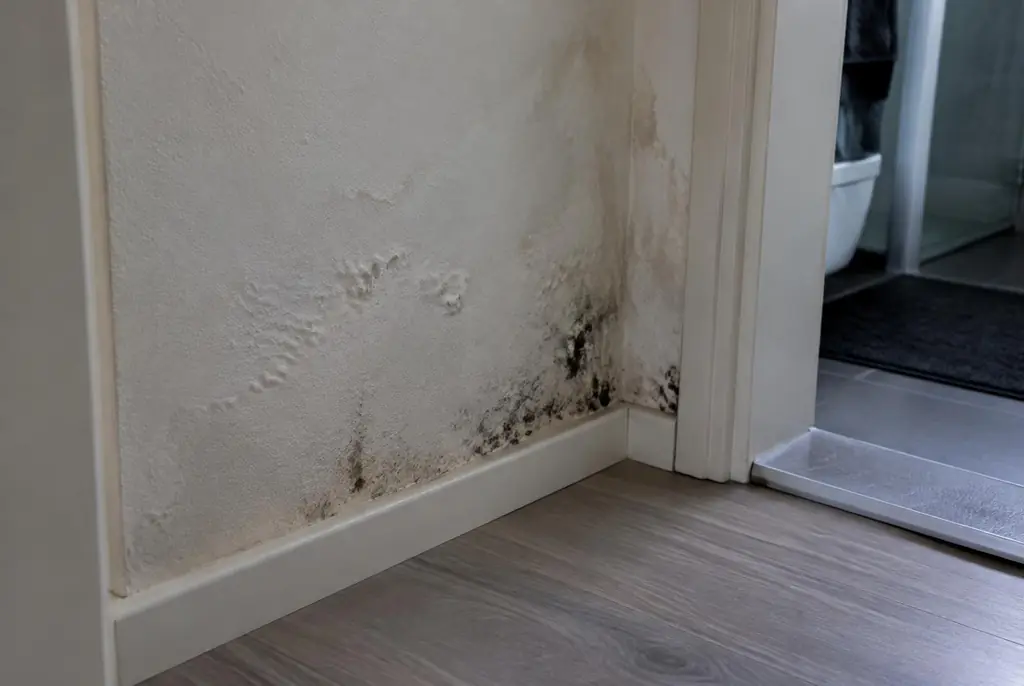 Lekdetectie Pijnacker – vochtplek met schimmel op een muur